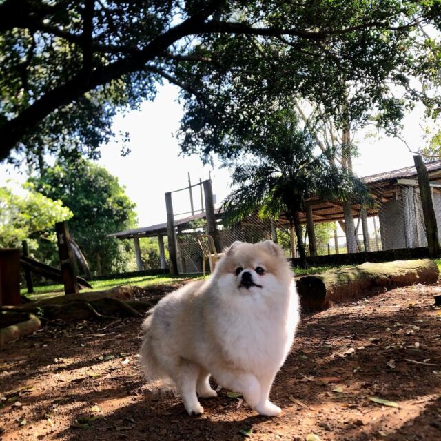 Cão hospedado no Auphaville