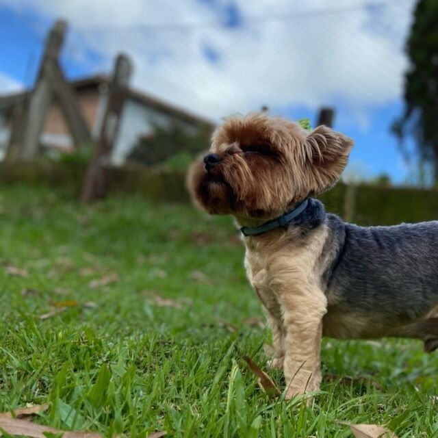 Cães juntos no Auphaville