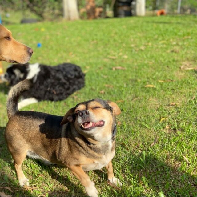 Cão em meio à natureza