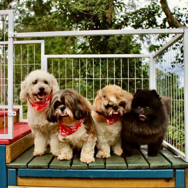 Cães do Auphaville Dog