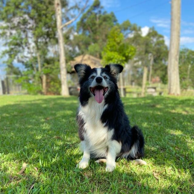 Hóspede do Auphaville Dog