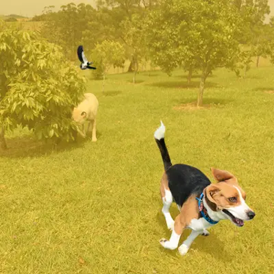 Cães em contato com a natureza no Auphaville Dog